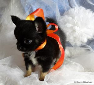 Puppies For Sale Hill Country Chihuahuas