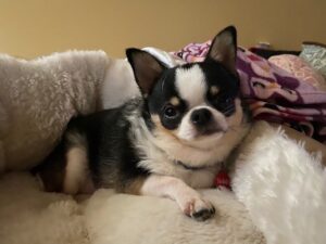 Veterinary Recommendations – Hill Country Chihuahuas