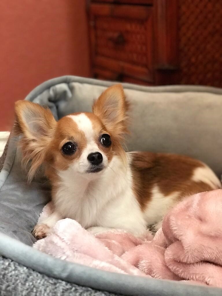 Veterinary Hill Country Chihuahuas Veterinary Hill Country Chihuahuas