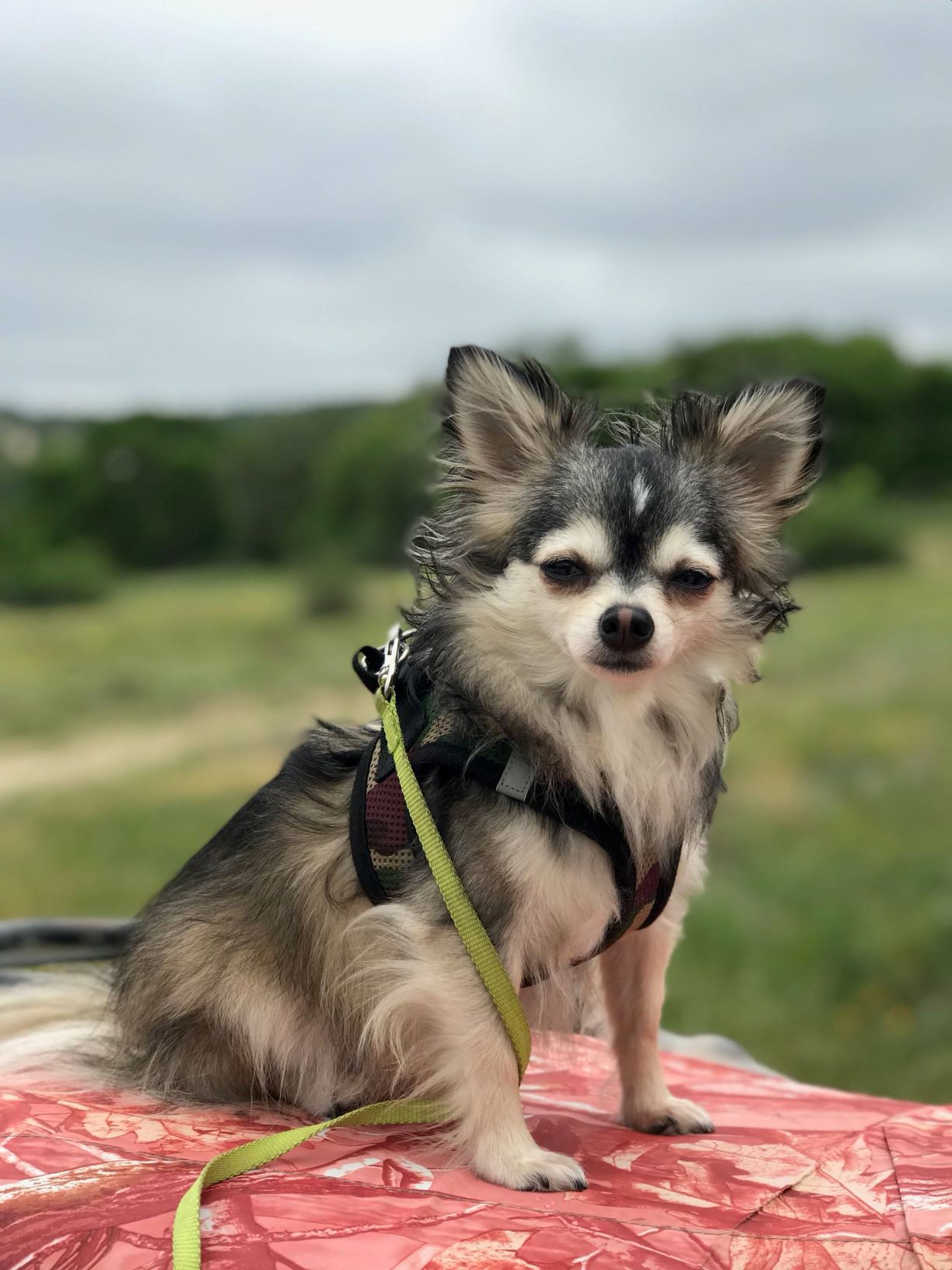 Chihuahua Breeders Ma - whxrn9d